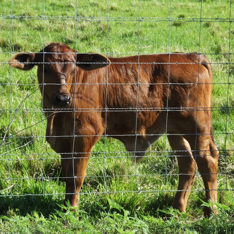 GDFStudio - Henry Advanced Weave Galvanized Steel Farm Fence