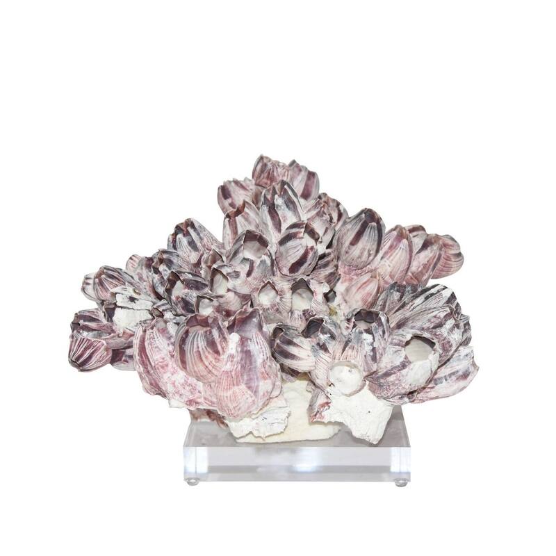 Barnacle Coral 10-12 Inch On Acrylic Base