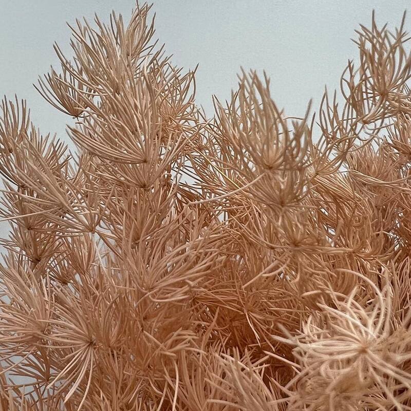 Bundle of 4 Preserved Asparagus Fern,12-20 inches long - 12-20 inch