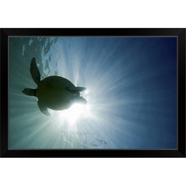 "Sunburst sea turtle blue green serene Maui, Hawaii." Black Framed Print