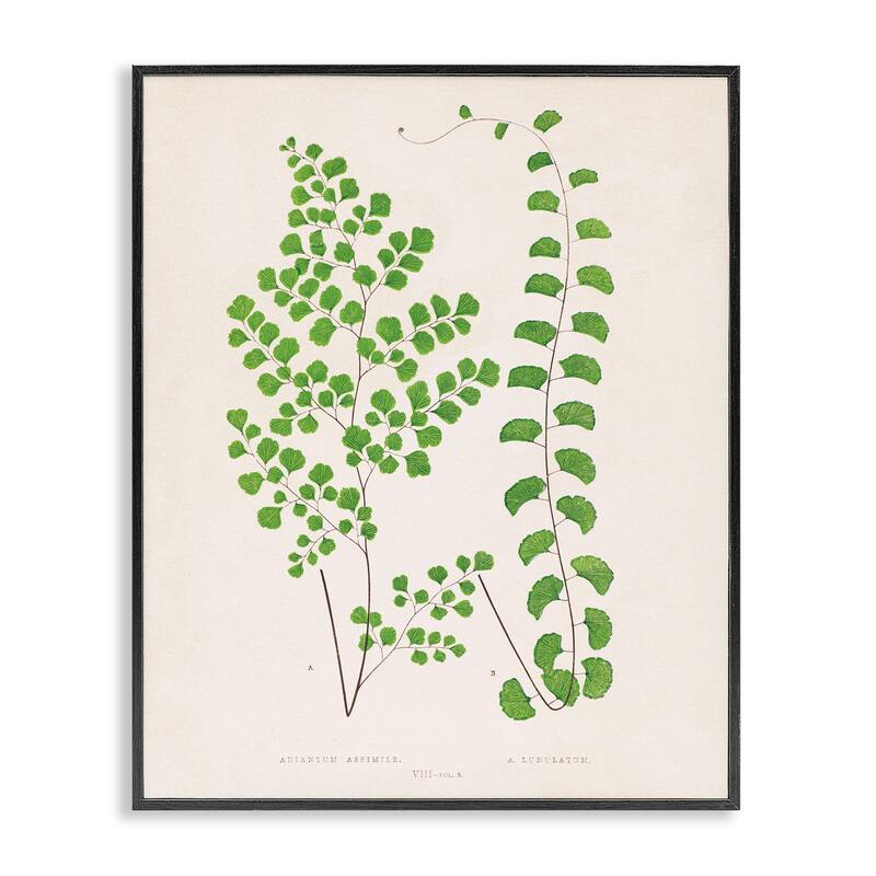 Stupell Vivid Green Ferns Study Framed Giclee Art Design By Phillipa Katz - 24 x 30 - Black