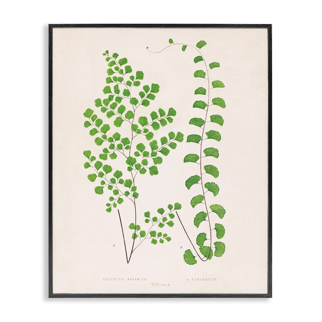 Stupell Vivid Green Ferns Study Framed Giclee Art Design By Phillipa Katz