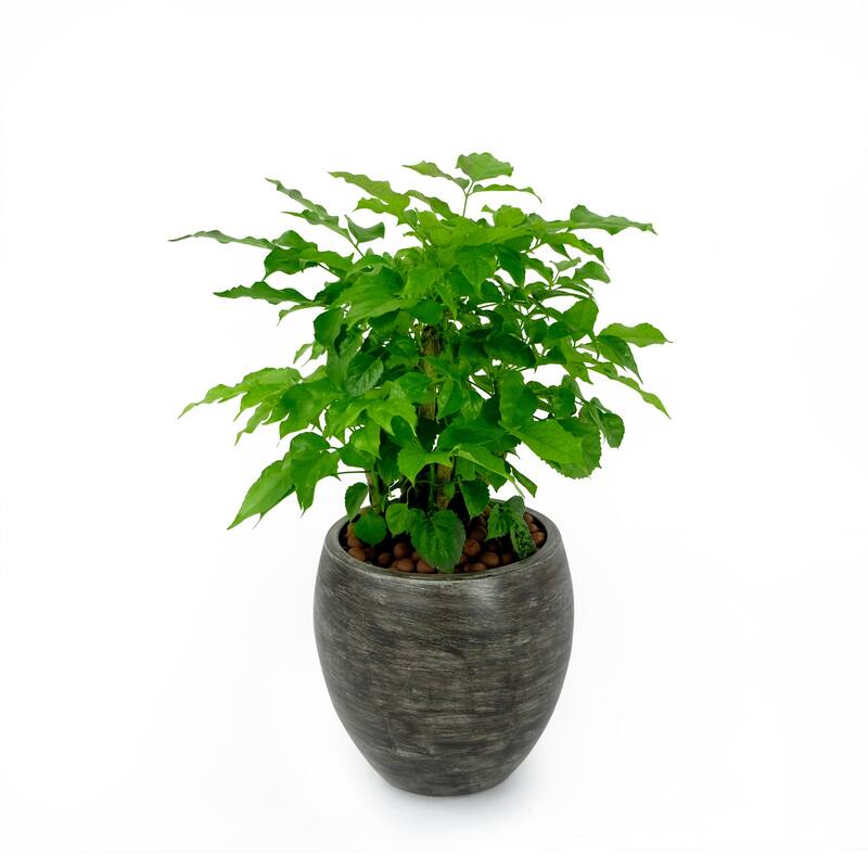 DTY Signature Smart Self-watering Round Planter Pot for Indoor and Outdoor - Grey