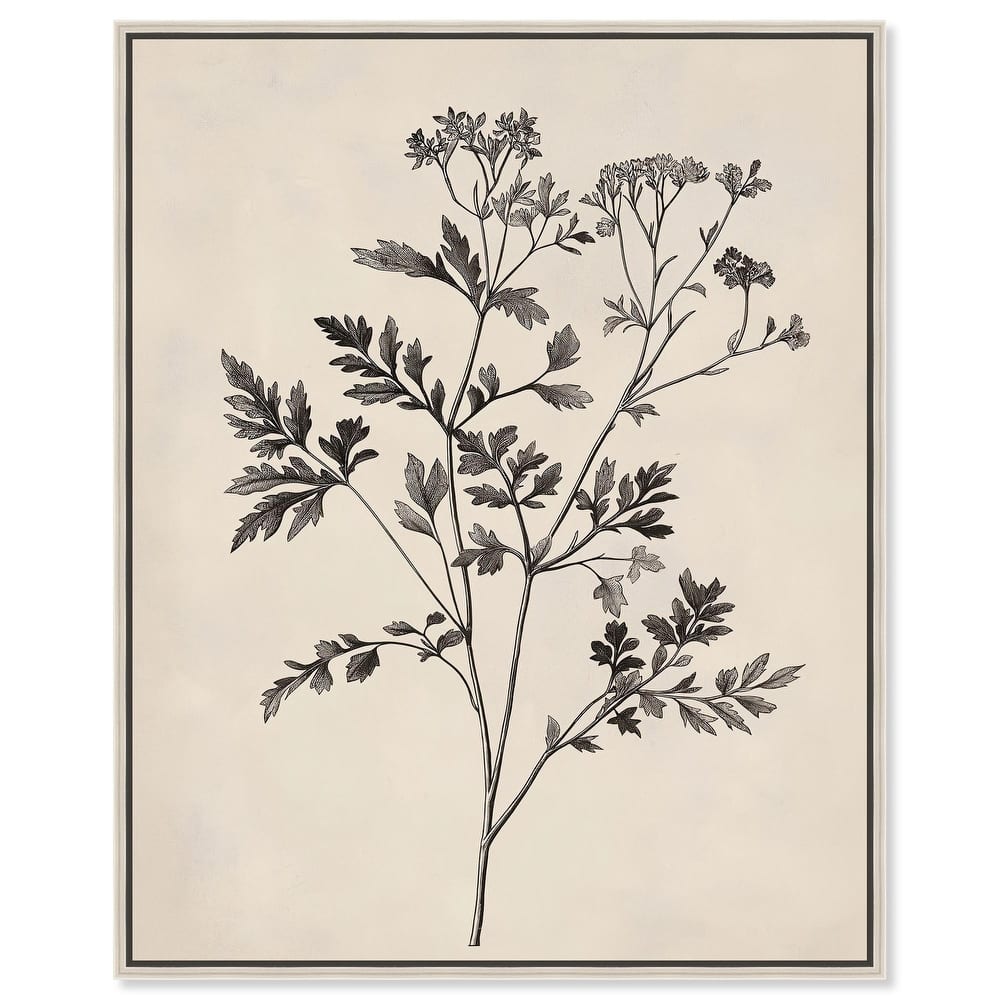 Aniseed Anatomy I Canvas by Art Remedy