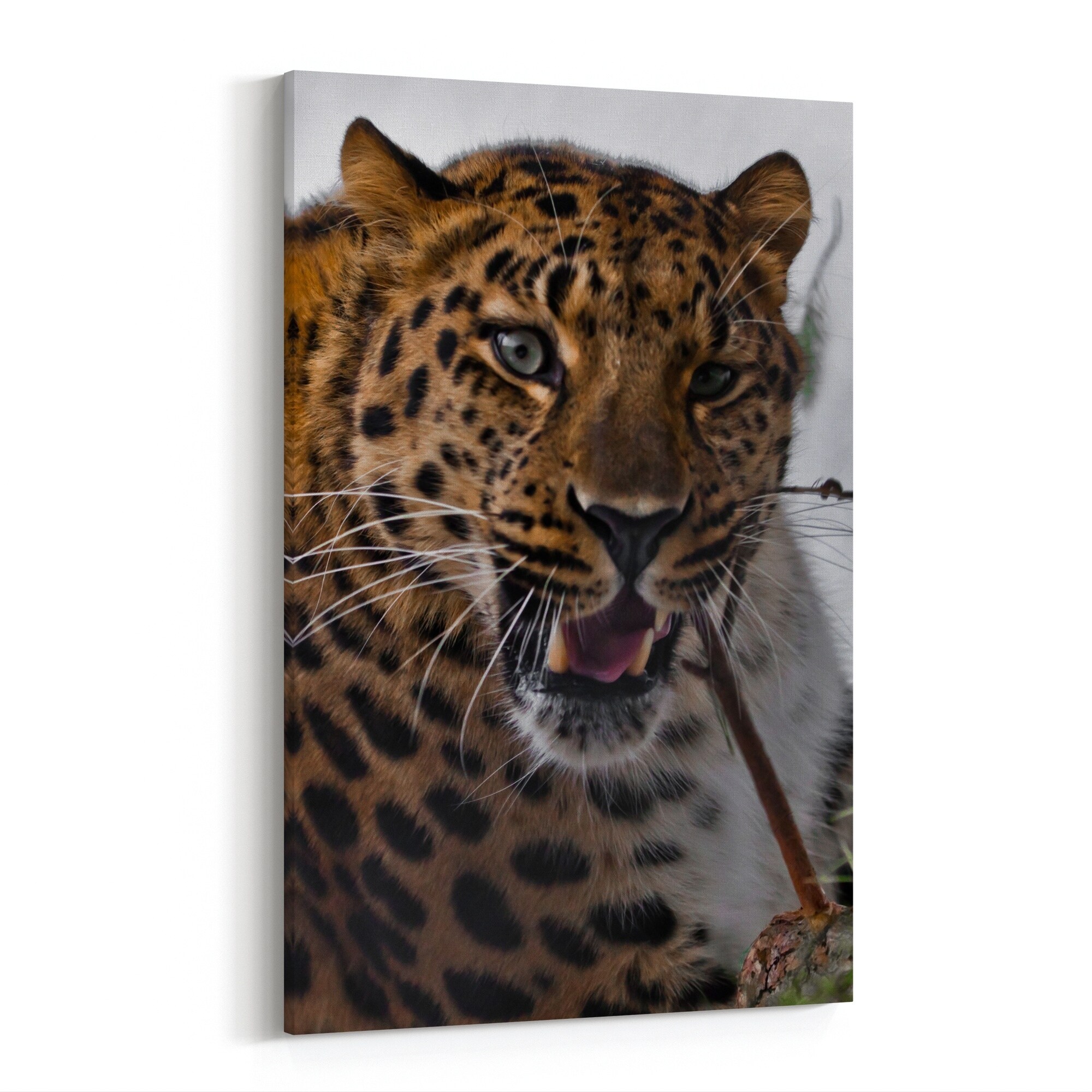 Shop Animals Cat Jaguar Leopard Nature Canvas Wall Art Print Overstock 31465658
