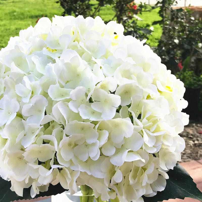 Enova Home Cream Artificial Silk Hydrangea Flowers Arrangement in Clear Cylinder Glass Vase with Faux Water for Home Decór