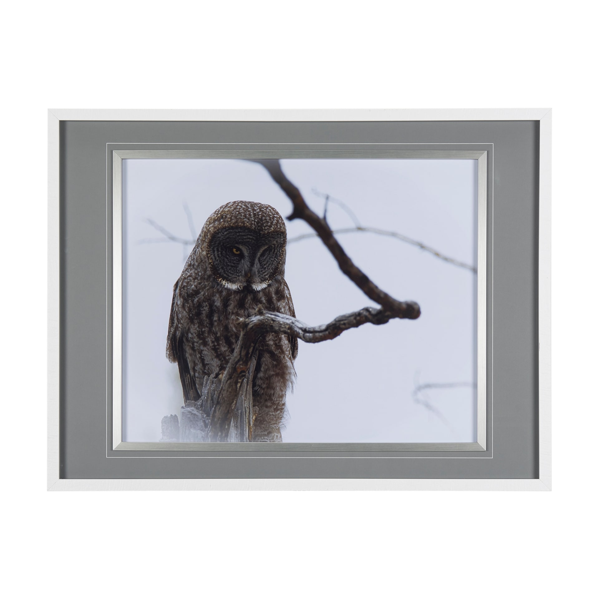 Grey Owl by Chad Mackay a Hand Embellished Textured Framed Photo Art Print Matted under Glass