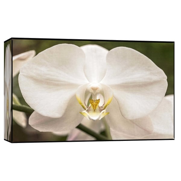 PTM Images 9-102263 PTM Canvas Collection 8" x 10" - "White Orchid" Giclee Orchids Art Print on Canvas