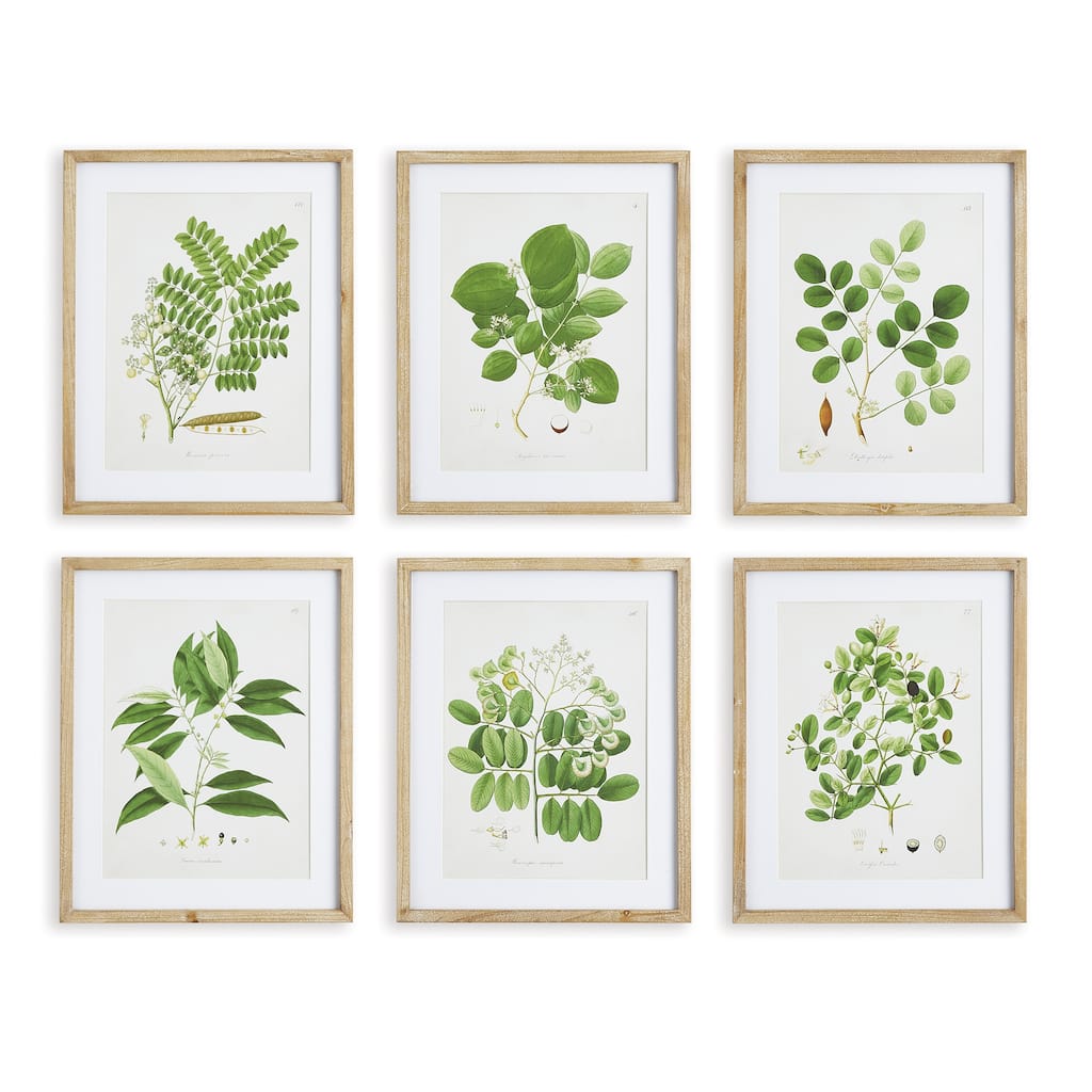 Tree Leaf Study