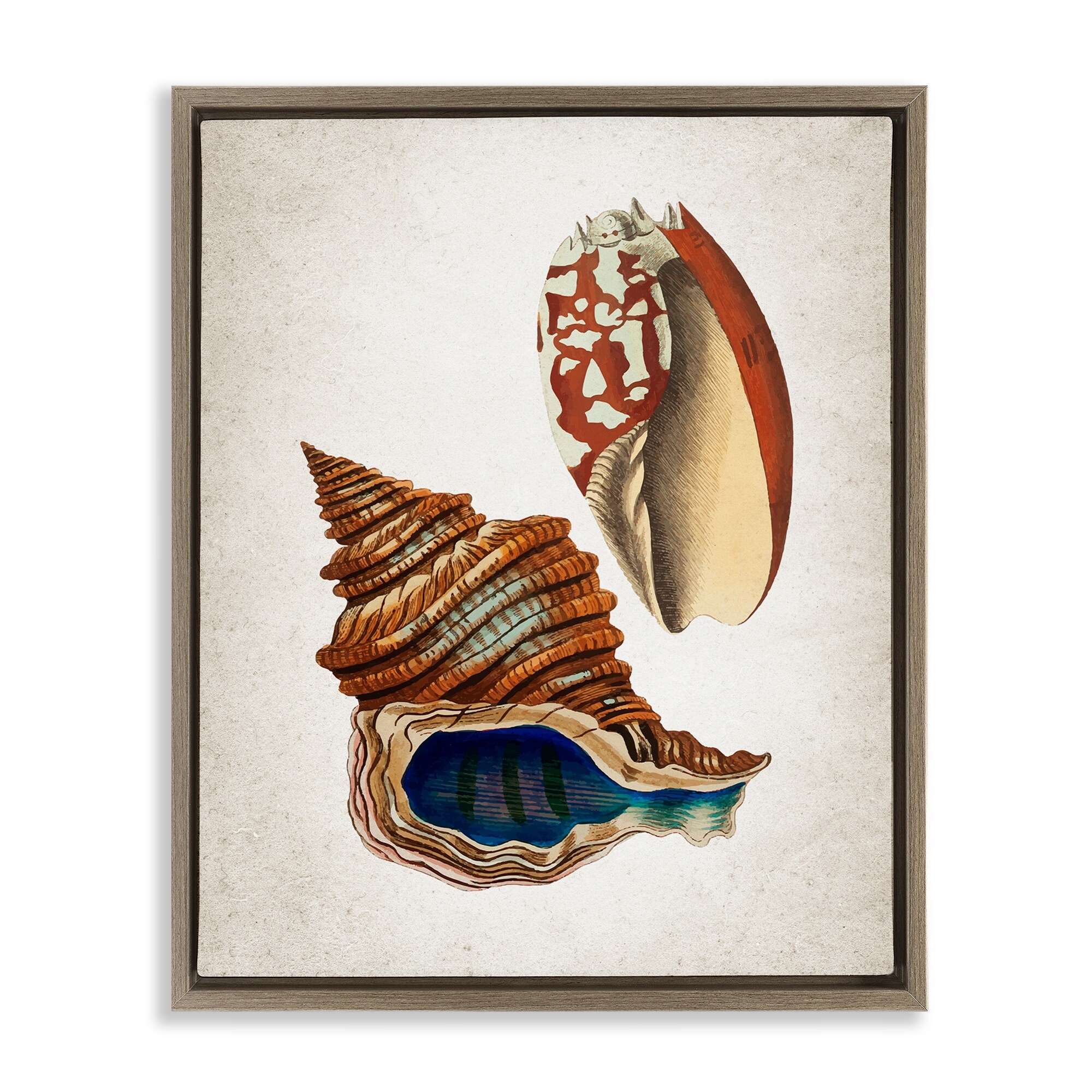 Stupell Vintage Seashell Duo Framed Floater Canvas Wall Art Design By Kim Allen