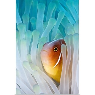 Shop Pink Skunk Clownfish Poster Print Overstock 16441126