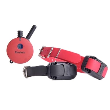 einstein collar