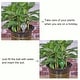 preview thumbnail 5 of 3, 3Pcs Self-Watering Bulb 50mm Automatic Watering Globe Clear Green Blue