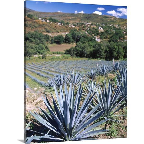 "Tequila Agave Cultivation Mexico" Canvas Wall Art