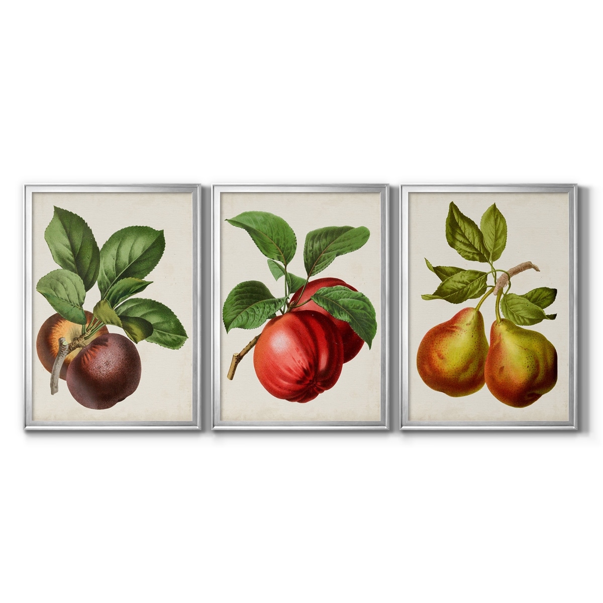 Antique Fruit IX Premium Framed Canvas - Ready to Hang - Multi-Color
