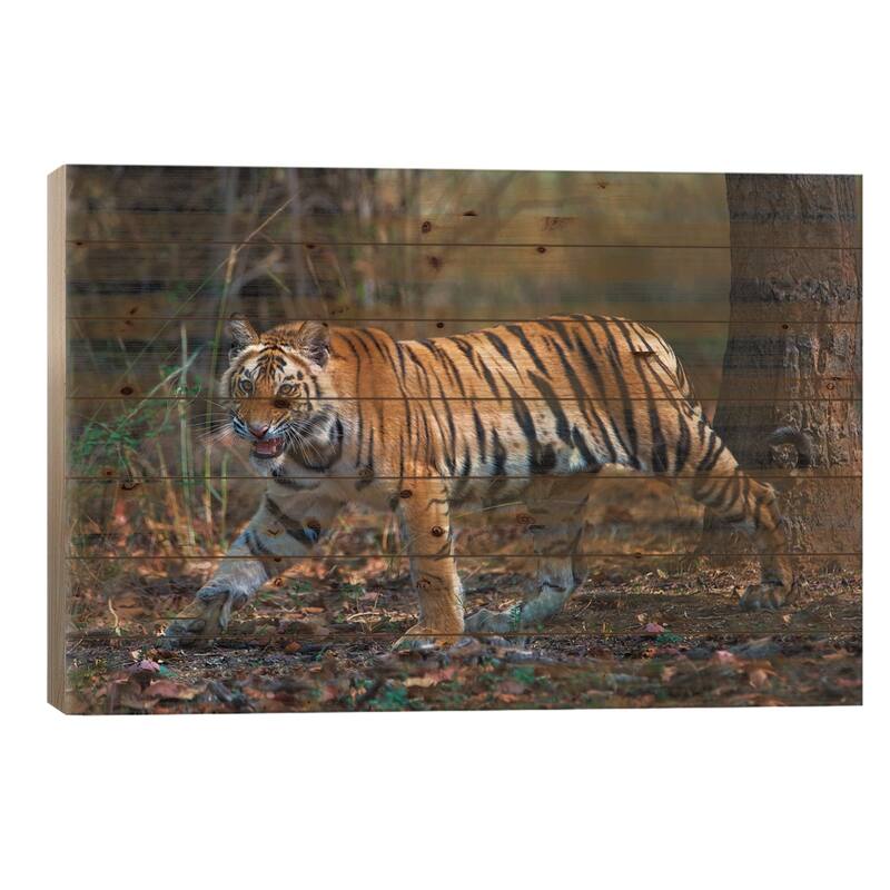 Bengal Tiger V, Bandhavgarh National Park, Umaria District, Madhya Pradesh, India Print On Wood by Panoramic Images - 26x40x1.5