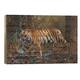 Bengal Tiger V, Bandhavgarh National Park, Umaria District, Madhya ...