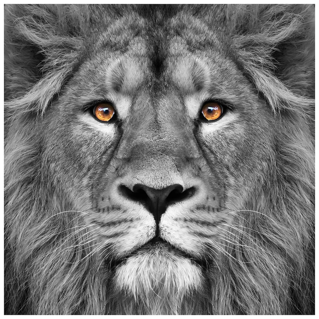 King of the Jungle Lion Unframed Free Floating Tempered Glass Wall Art
