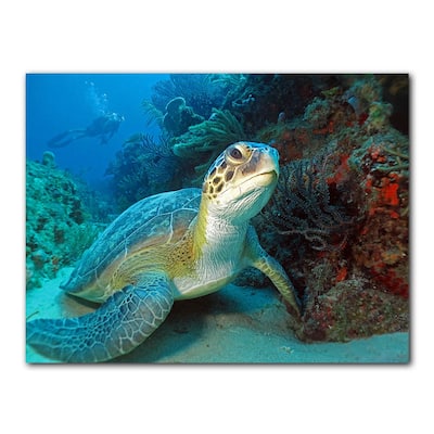 Ready2HangArt 'Turtle' Wrapped Canvas Wall Art
