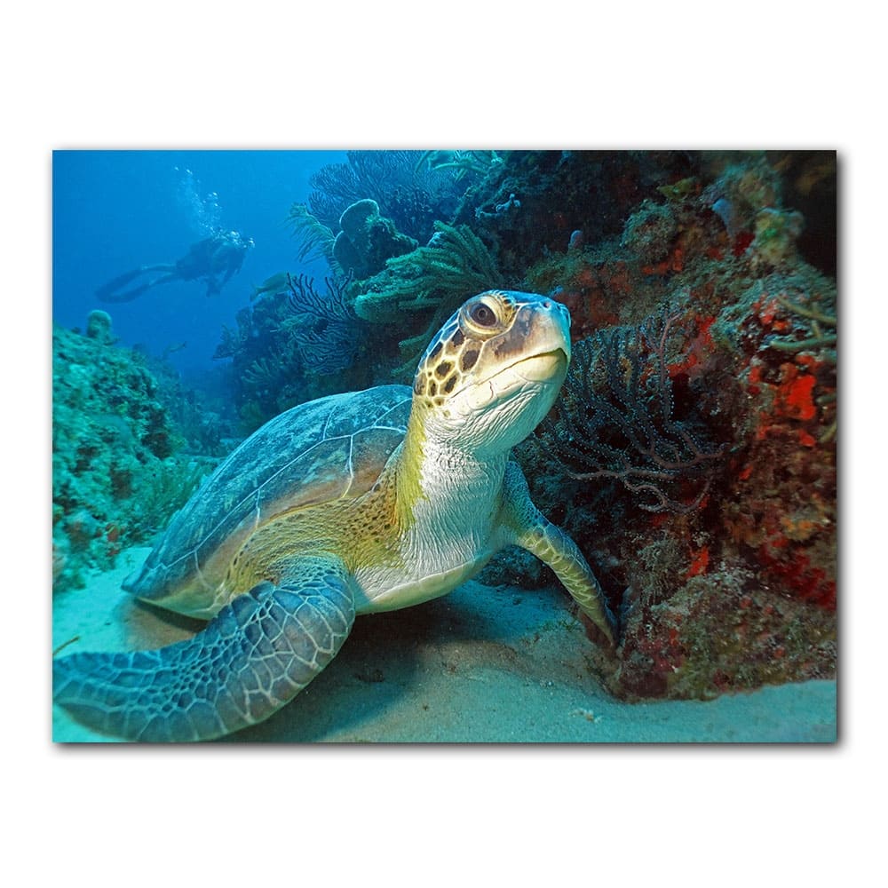 Ready2HangArt 'Turtle' Wrapped Canvas Wall Art