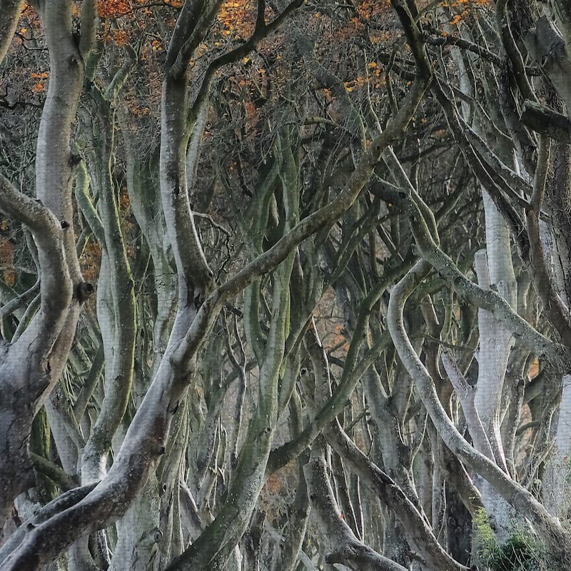 Twisted by Trevor Cole Canvas Art Print