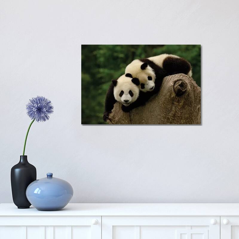 iCanvas "Giant Panda Babies, Conservation & Research Center For The Giant Panda, Wolong Reserve" by Pete Oxford Canvas Print - 12x18x1.5
