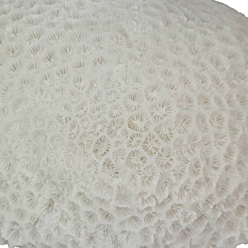 6 Inch Resin Led Brain Coral Accent Lamp Table Light - 3.25 X 6 X 5 inches