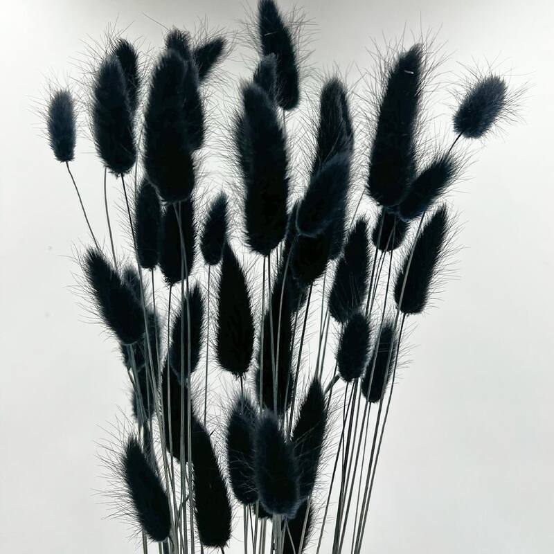 Bundle of 4 Bunch Dried Bunny Tails Grass-20-24" apx 1 oz - 20 to 24 inch
