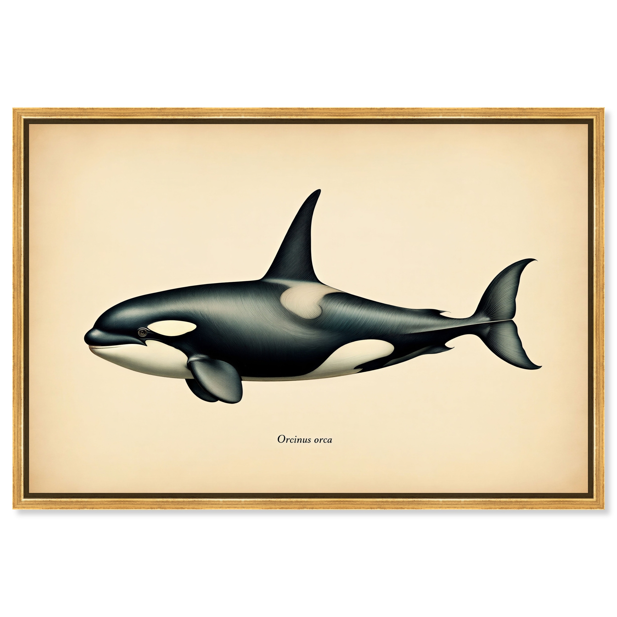 Orcinus Orca Vintage Animal Art Framed Canvas Print by Art Remedy