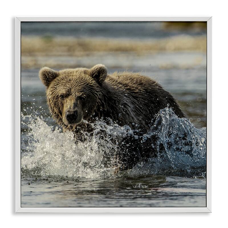 Stupell Bear Splashing in River Framed Giclee Art Design By Danita Delimont - 17 x 17 - White