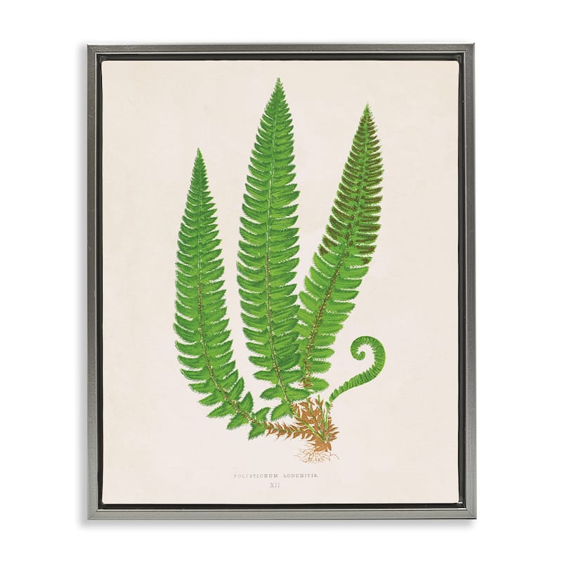 Stupell Natural Fern Branch Trio Framed Floater Canvas Wall Art Design By Phillipa Katz - 17 x 21 - Grey