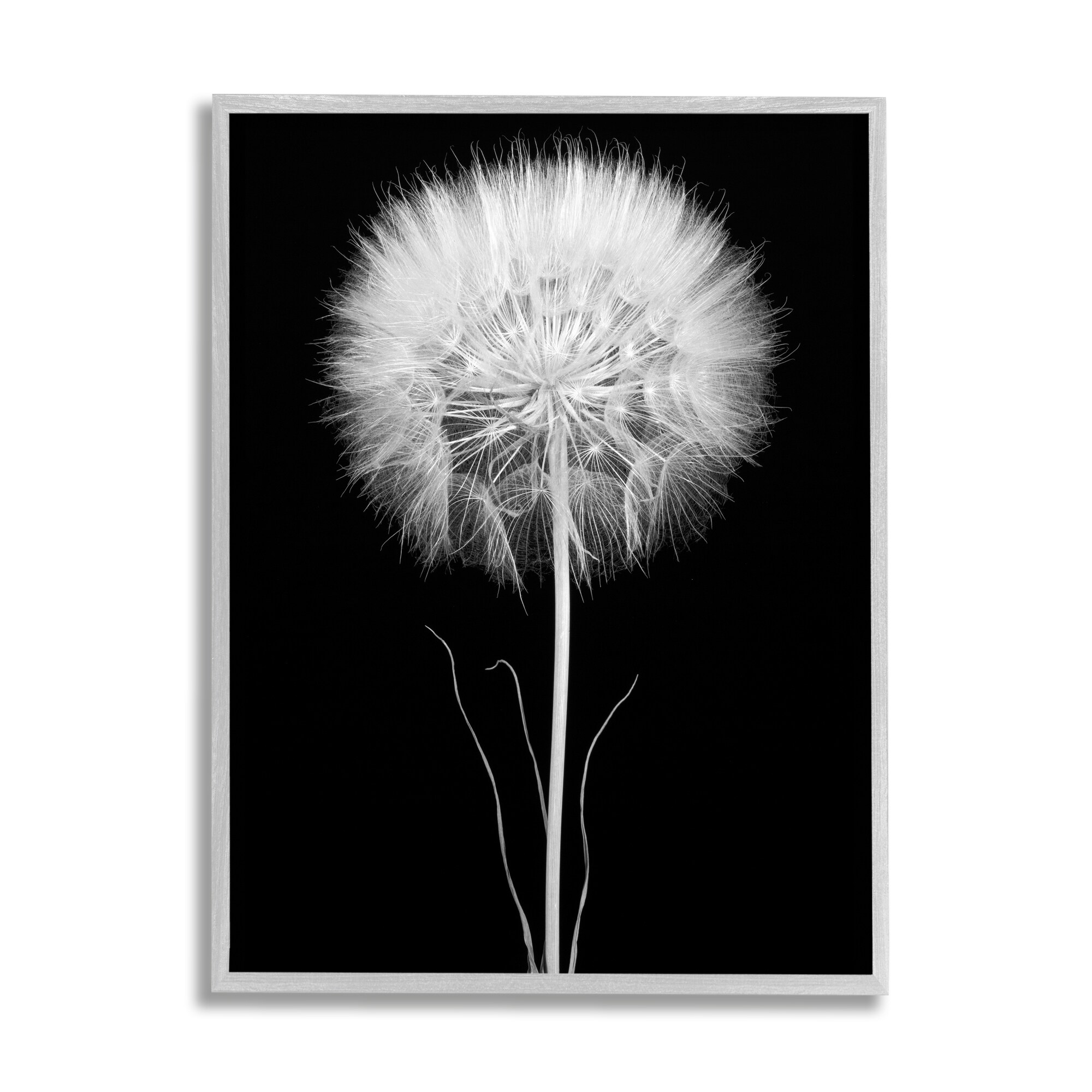 Stupell Modern Fluffy Dandelion Stem Black & White Photography Framed Wall Art