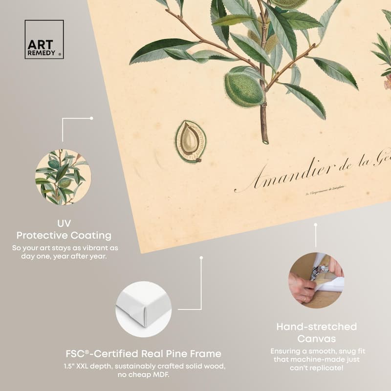Almond of Georgia I Canvas by Art Remedy, Gallery Wrapped