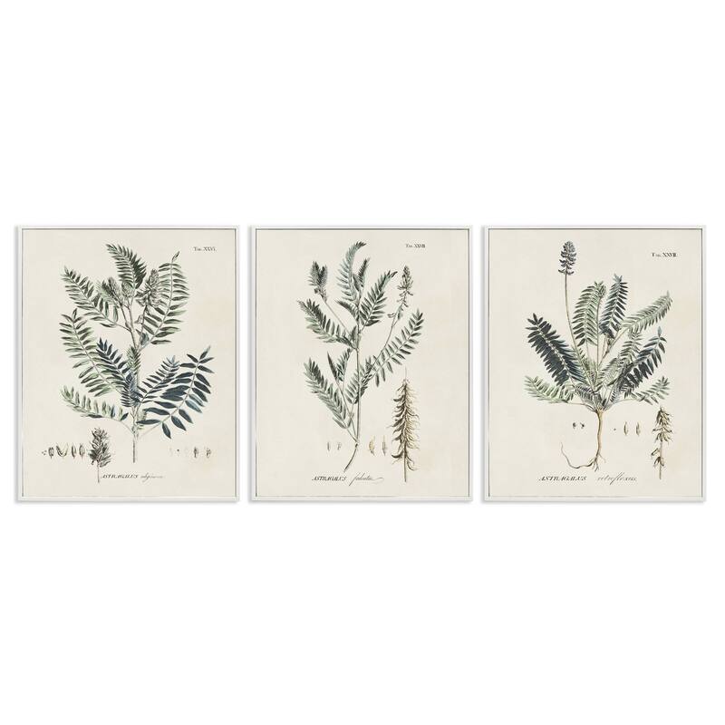 Stupell Green Botanical Latin Study Vintage Herb Motif Diagram Framed Wall Art - Beige - 16 x 20 - White