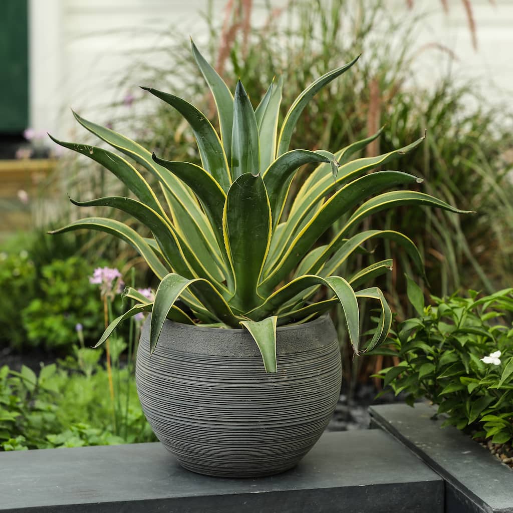 Pottery-Style Round MgO Planter, Indoor/Outdoor