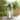 SAFAVIEH Ruane 25-inch Outdoor Lantern - 8 in. W x 8 in. D x 26 in. H