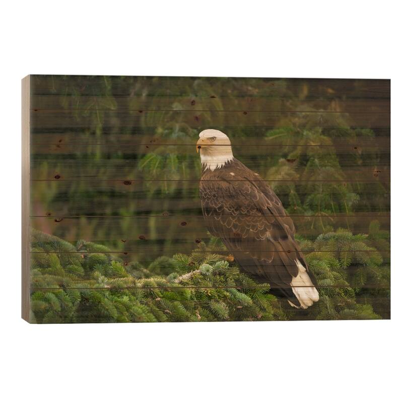 Bald Eagle, Alaska Print On Wood by Flip Nicklin - Multi-Color - 18x26x1.5