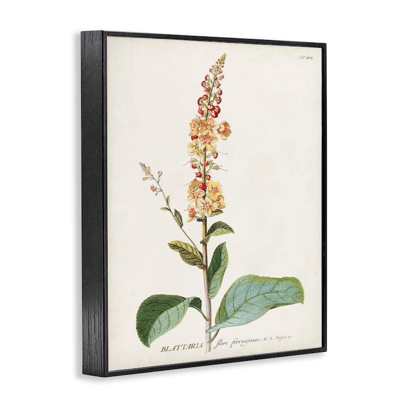 Stupell Botanical Plant Illustration Flowers Vintage Design Framed Giclee Texturized Art by World Art Group
