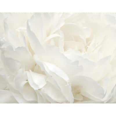 Galerie Wallcoverings Atmosphere White Rose 6-Panel Non-woven Matte Wall Mural