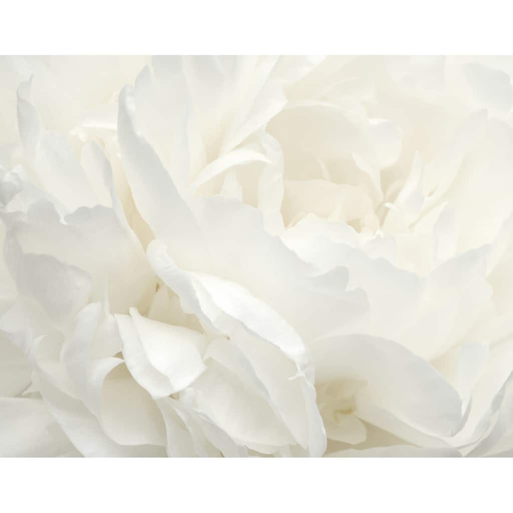 Galerie Wallcoverings Atmosphere White Rose 6-Panel Non-woven Matte Wall Mural