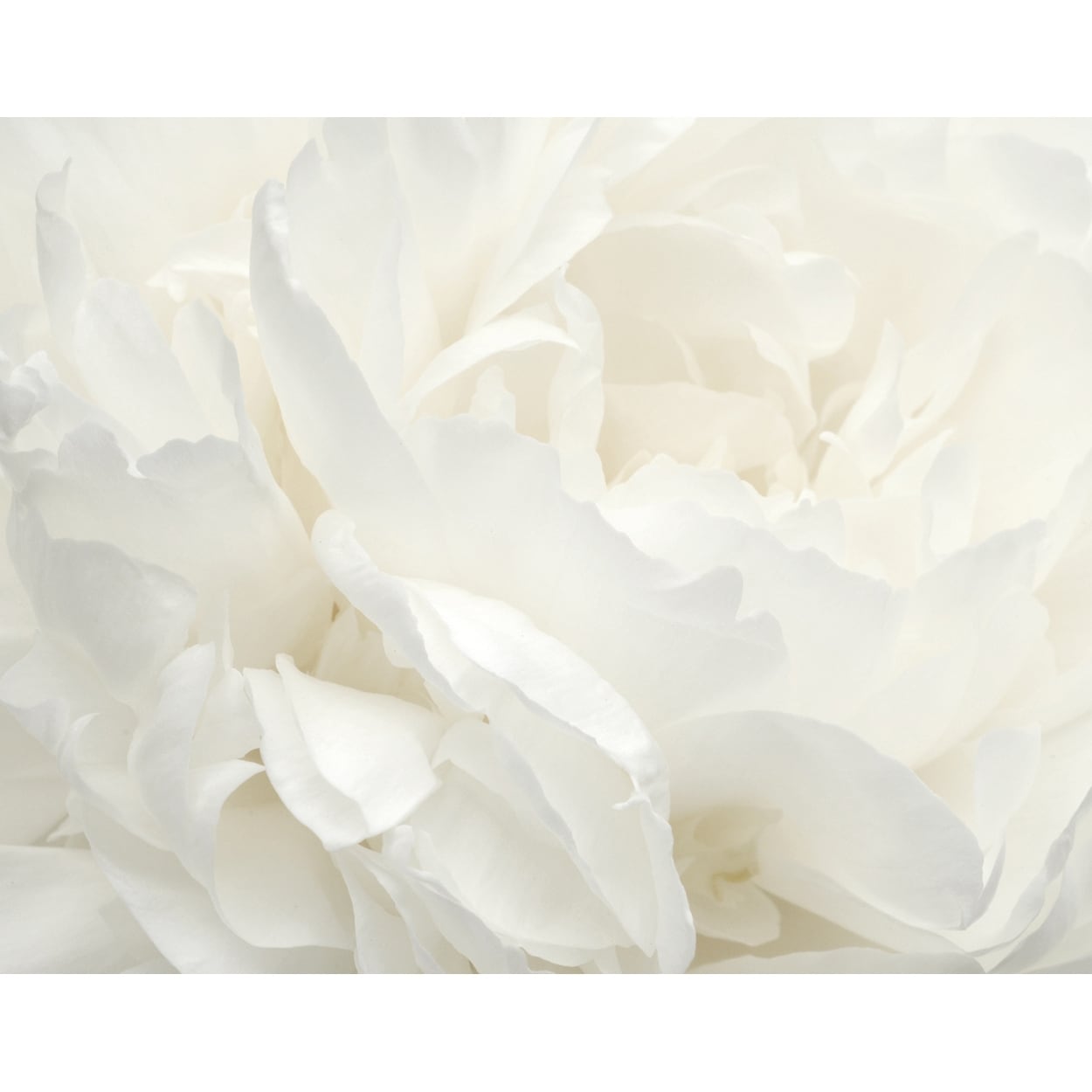 Galerie Wallcoverings Atmosphere White Rose 6-Panel Non-woven Matte Wall Mural