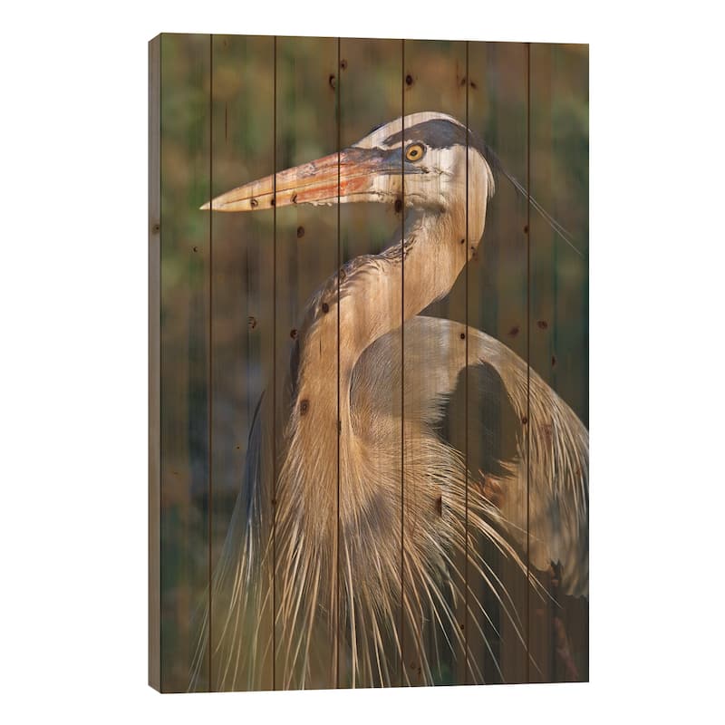 Great Blue Heron Portrait, North America Print On Wood by Tim Fitzharris - Multi-Color - 26x18x1.5