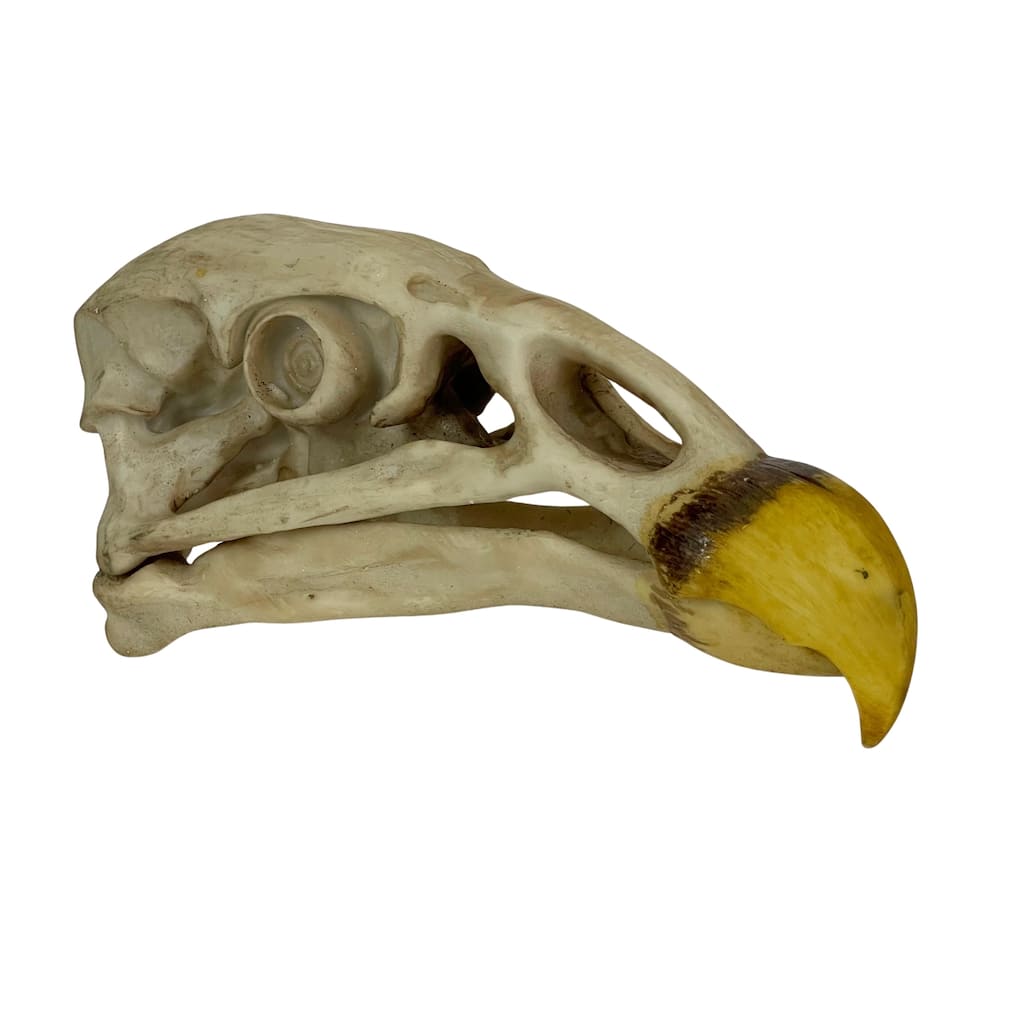Replica California Condor Skull Realistic Endangered Species Decor - 4 X 8 X 2.5 inches