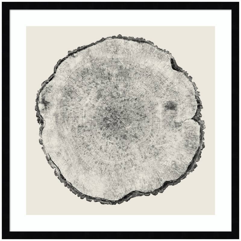 Kate and Laurel Tree Rings No. 1 by Emiko and Mark Franzen F2 Images Framed Wall Art Print - 25 x 25 - Black