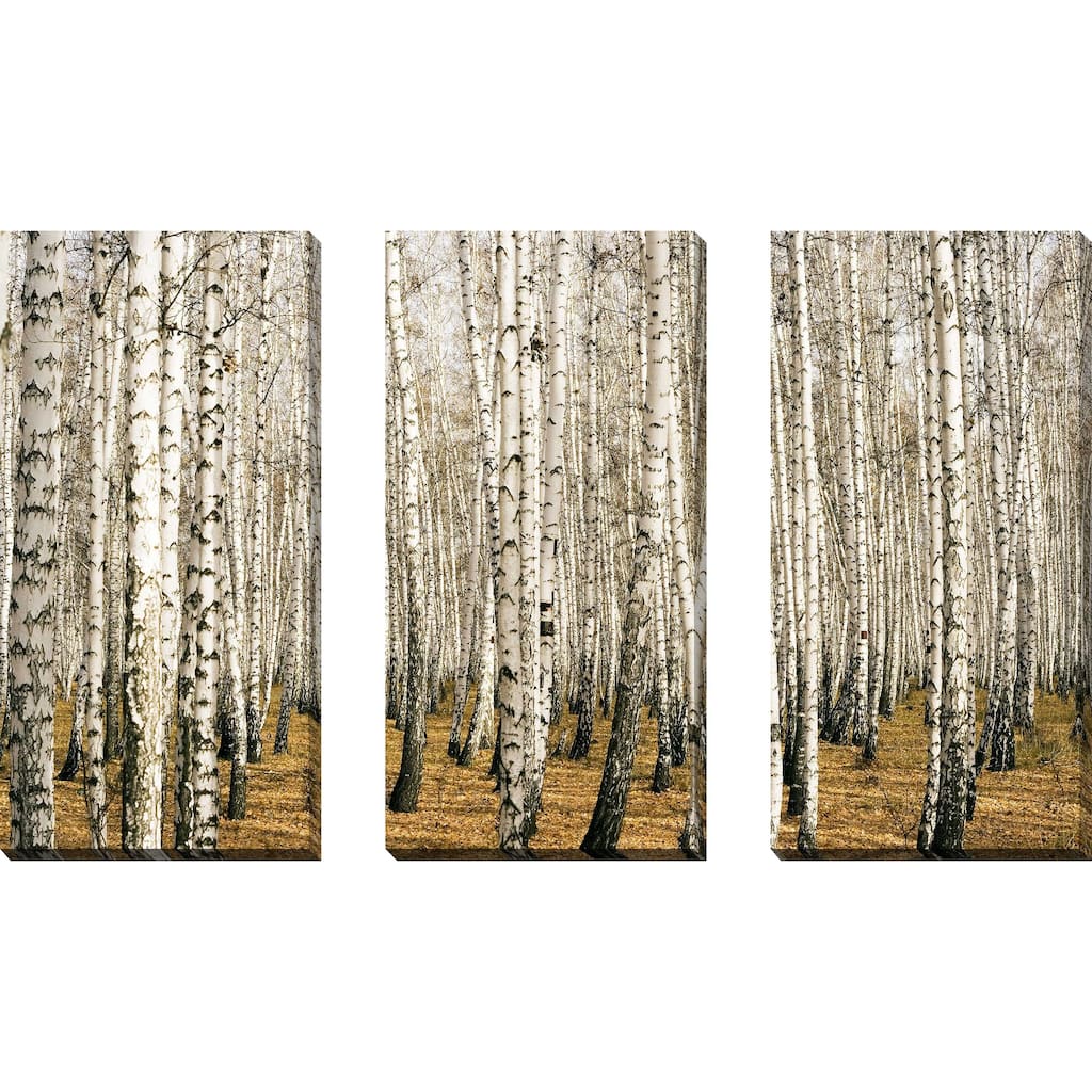 "Birch Trees 3" 3 Piece Set on Canvas