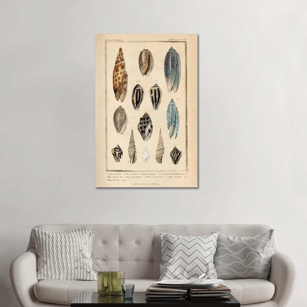 iCanvas "Mollusks I" by Piddix Canvas Print