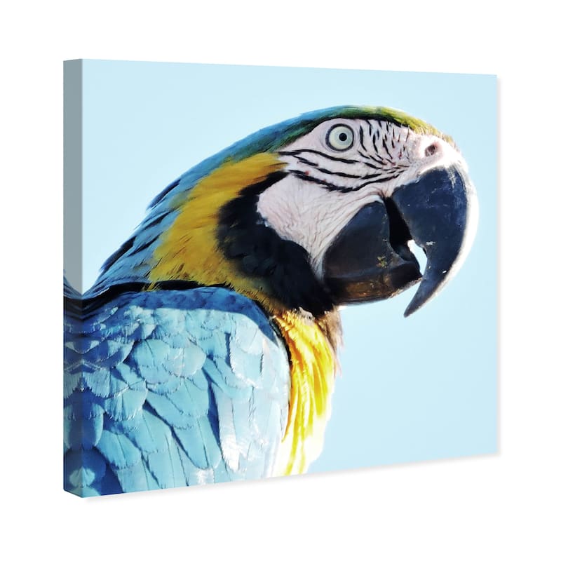 Wynwood Studio Canvas Animals Macaw Blue and Light Blue Tropical Wall Art Canvas Print