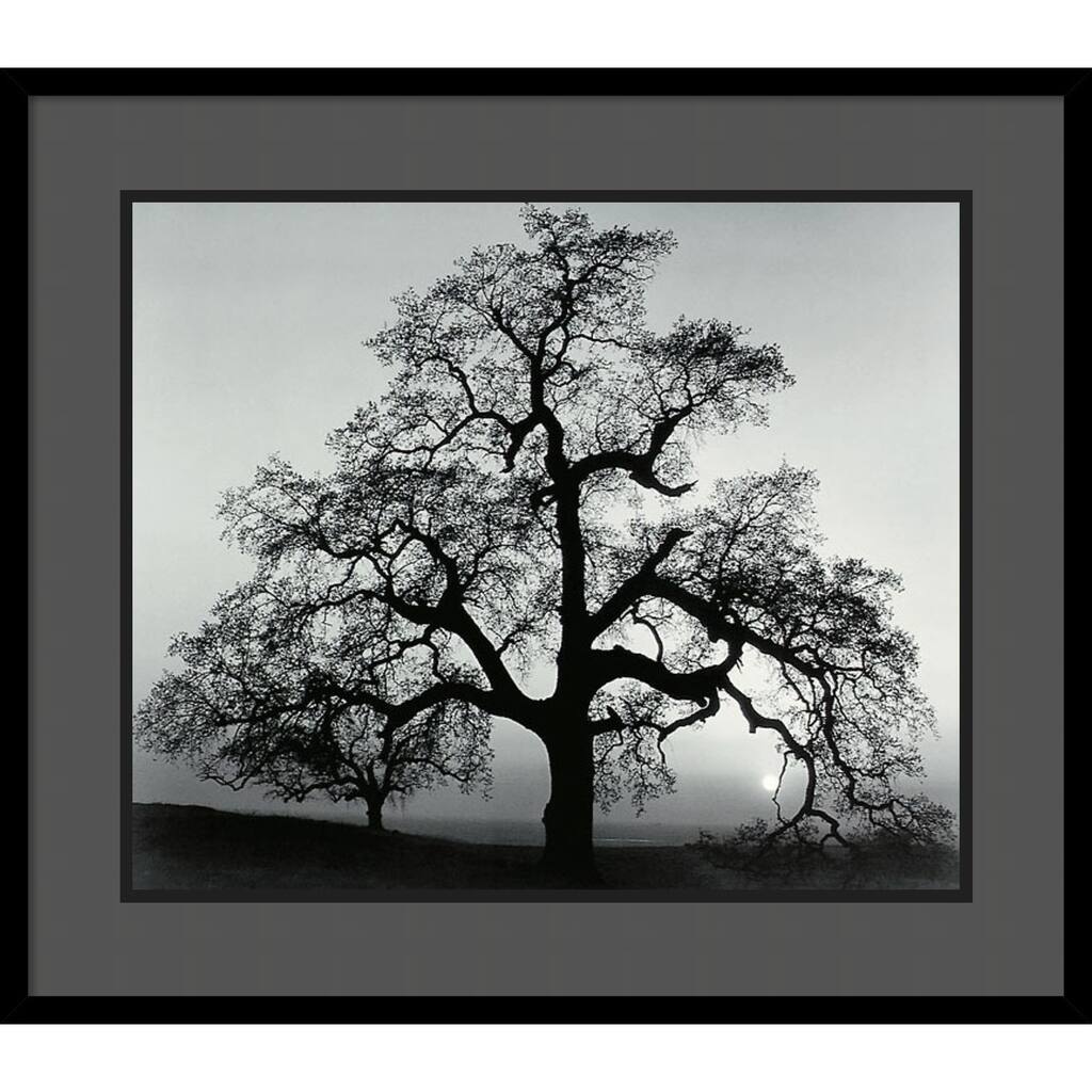 Framed Art Print 'Oak Tree, Sunset City, California, 1962' by Ansel Adams 29 x 25-inch
