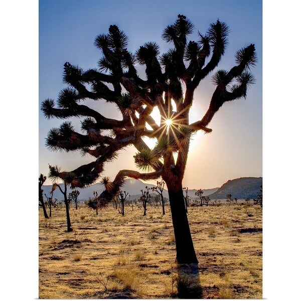"Joshua Tree National Park. California" Poster Print