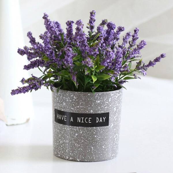 buy pineapple plants online Buy Pineapple, Anannas